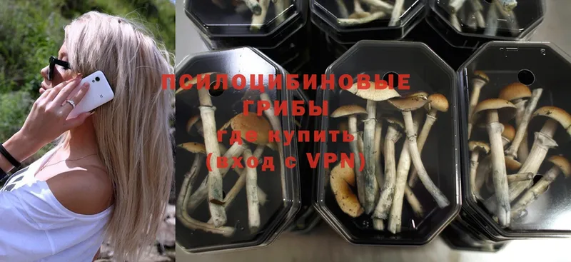 Галлюциногенные грибы Psilocybe  Гремячинск 